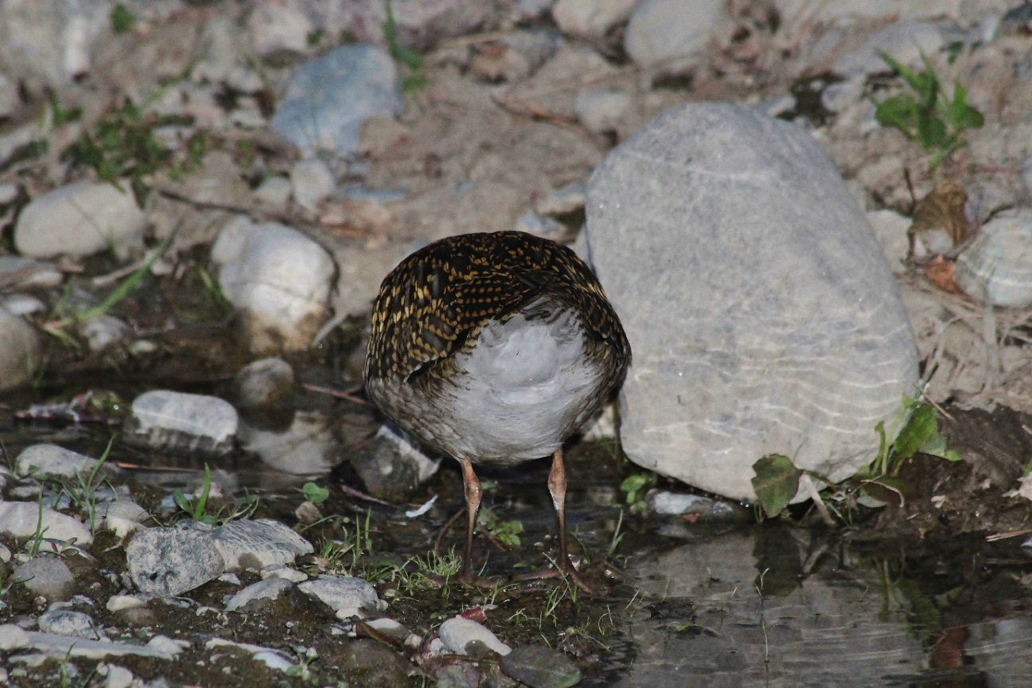 Pluvialis apricaria  Piviere dorato